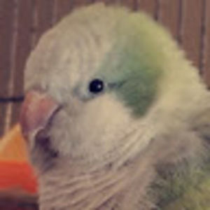 Meet your Posher, Cailtin